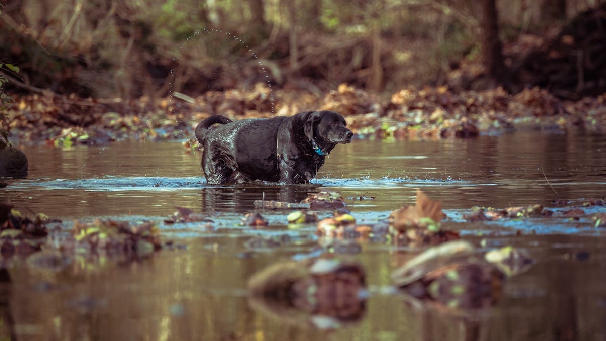 Black Labrador enjoying a refreshing walk through a peaceful forest stream.